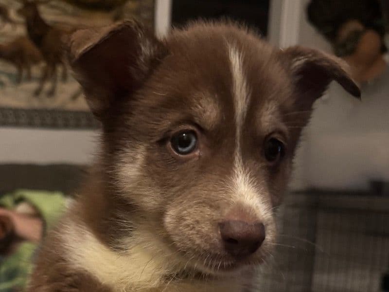 Bella - Siberian Husky | Petmeetly