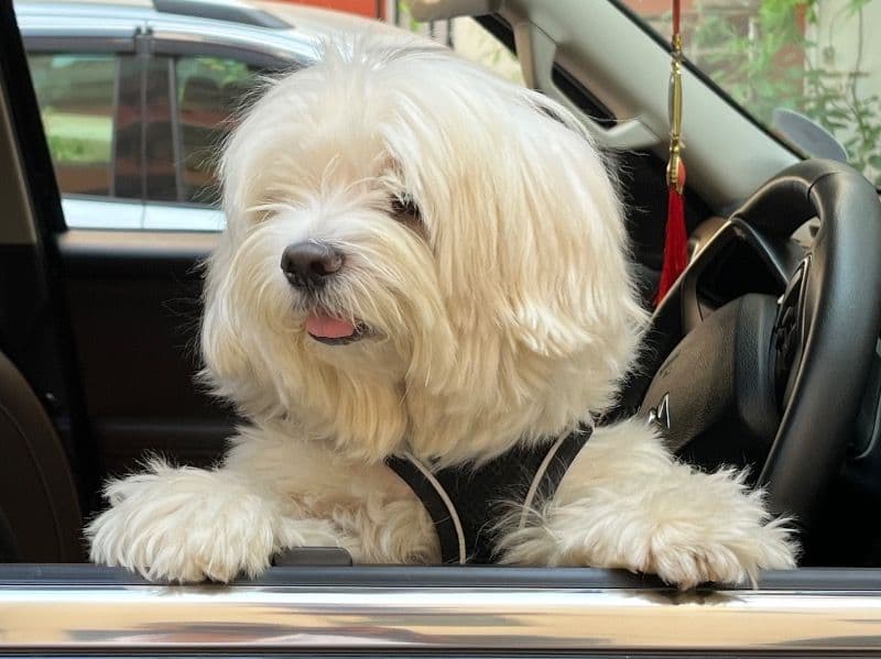 Maltese 4 years old male small named Elmo for breeding in Presidency Division, West Bengal | Petmeetly