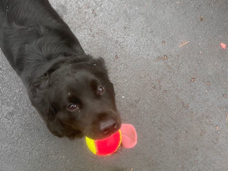 Labrador Retriever 2 years 10 months old female medium named Athena for breeding in Hamilton County, Ohio | Petmeetly