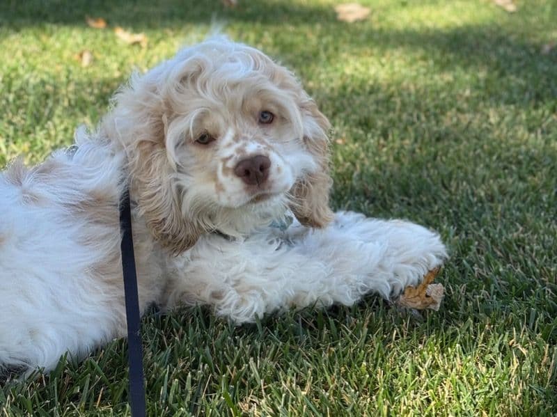 American Cocker Spaniel 1 year 5 months old male medium named Arlo for breeding in Butler County, Kansas | Petmeetly