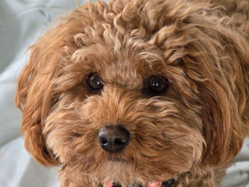 Cavapoo (Cavadoodle) 2 years 1 month old female small named Darcy for breeding in Shropshire, England | Petmeetly