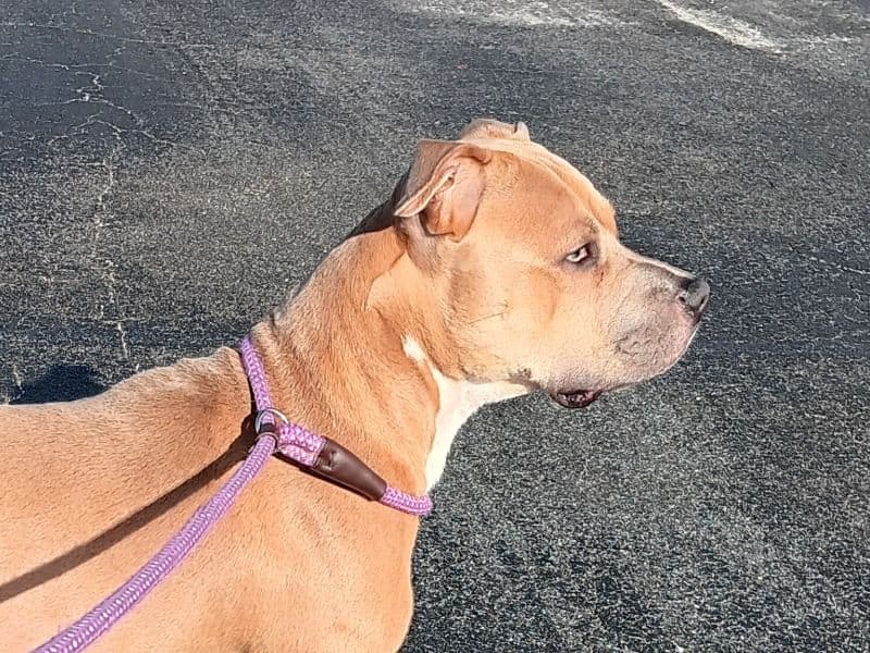 American PitBull Terrier 2 years 2 months old male medium named Nitro for breeding in Palm Beach County, Florida | Petmeetly