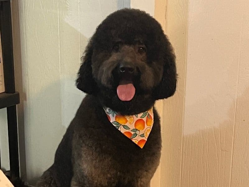 Bernedoodle 3 years 4 months old male extra large named Royce for breeding in Davidson County, Tennessee | Petmeetly