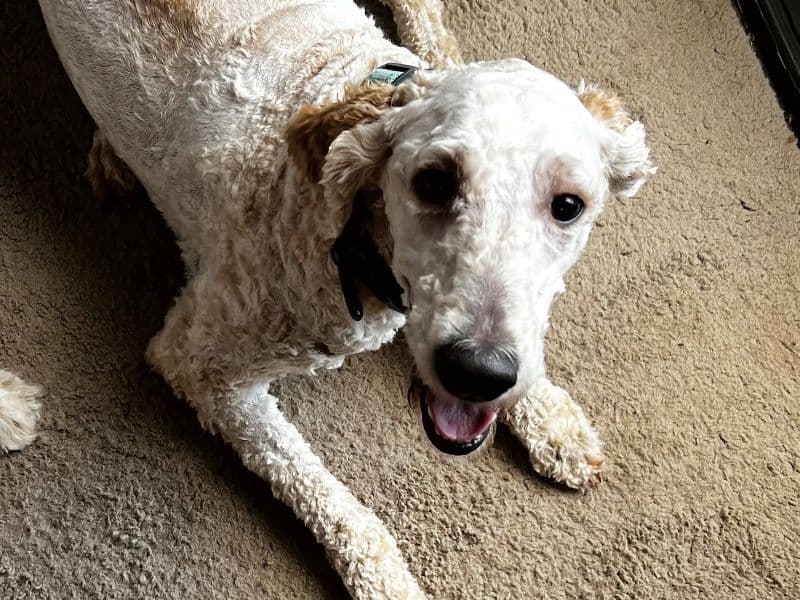 Standard Poodle 1 year 9 months old female large named Ginger for breeding in Johnston County, North Carolina | Petmeetly
