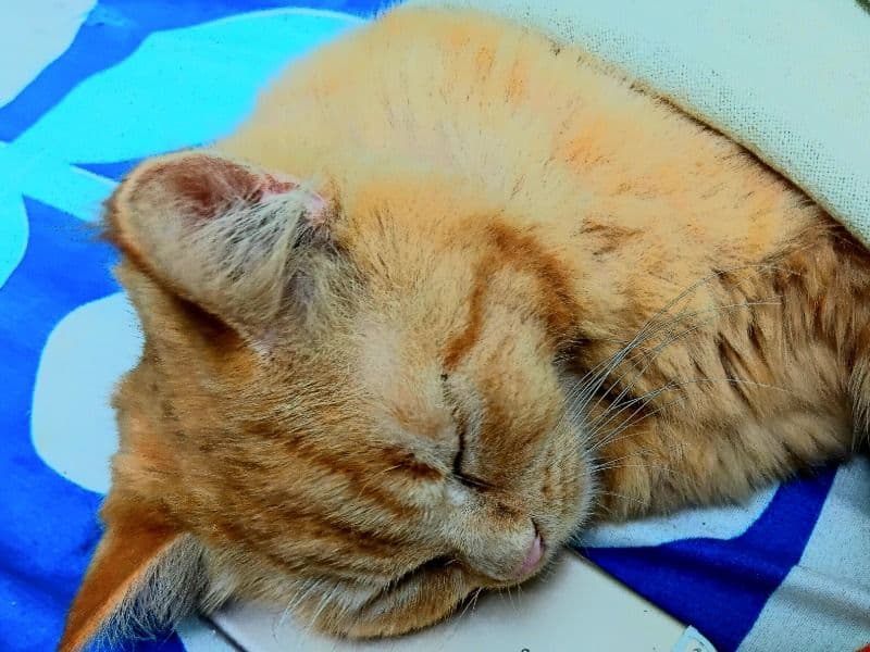 Persian 1 year 2 months old female named Luna for breeding in Delhi Division, Delhi | Petmeetly