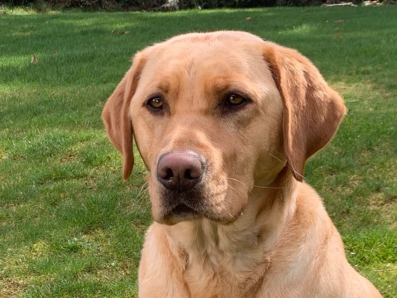 Labrador Retriever 2 years 9 months old female medium named Mimi for breeding in Kitsap County, Washington | Petmeetly