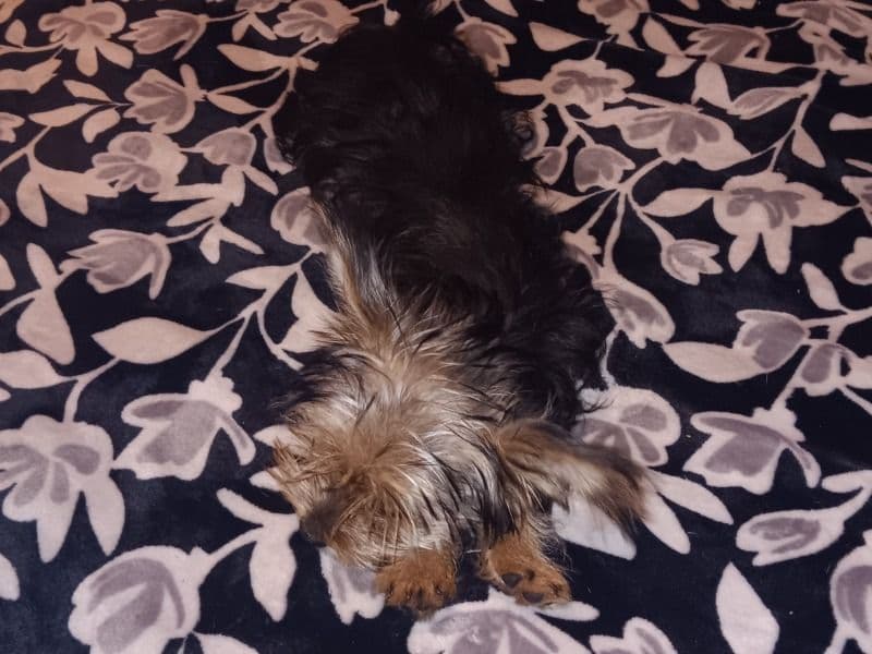 Teacup Yorkshire Terrier 7 months old male small named Littles for breeding in Riverside County, California | Petmeetly