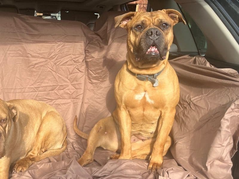 Dogue de Bordeaux 6 years 6 months old female large named Mila for breeding in Monroe County, Pennsylvania | Petmeetly