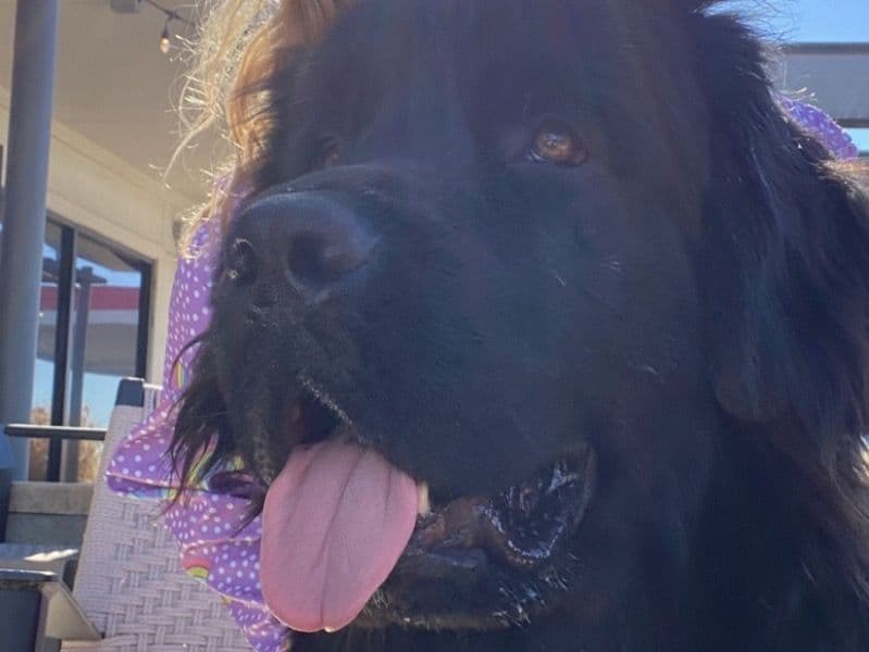 Newfoundland 1 year 6 months old male extra large named Atlas for breeding in Tarrant County, Texas | Petmeetly