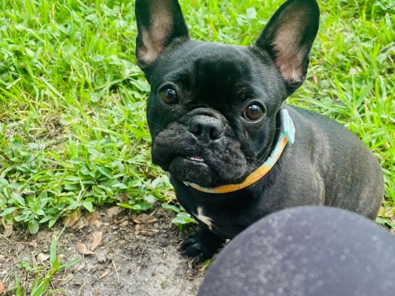 French Bulldog 1 year 3 months old female medium named Luna for breeding in Sarasota County, Florida | Petmeetly
