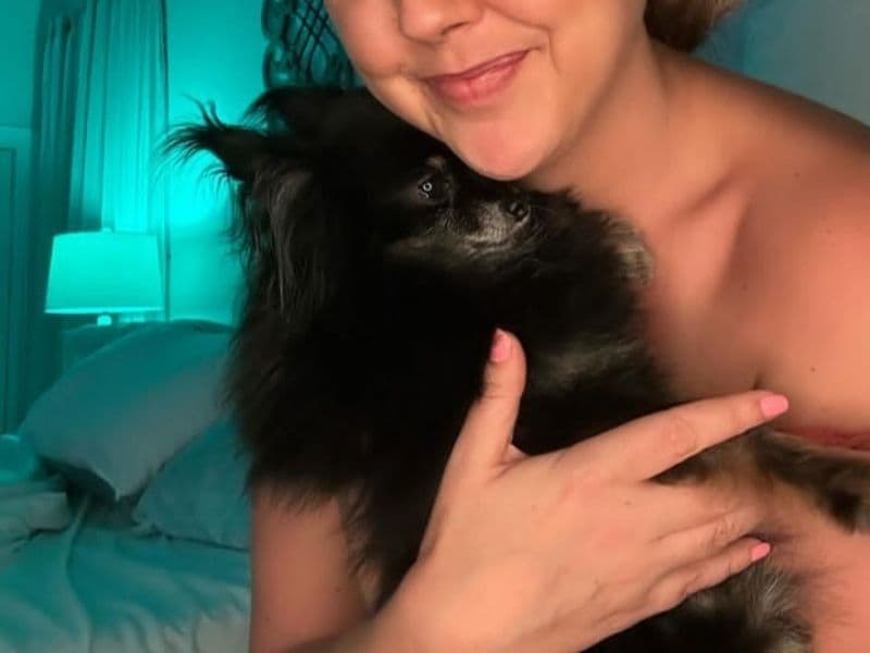 Chorkie 3 years 6 months old female small named Cheech for breeding in Regional Municipality of Niagara, Ontario | Petmeetly