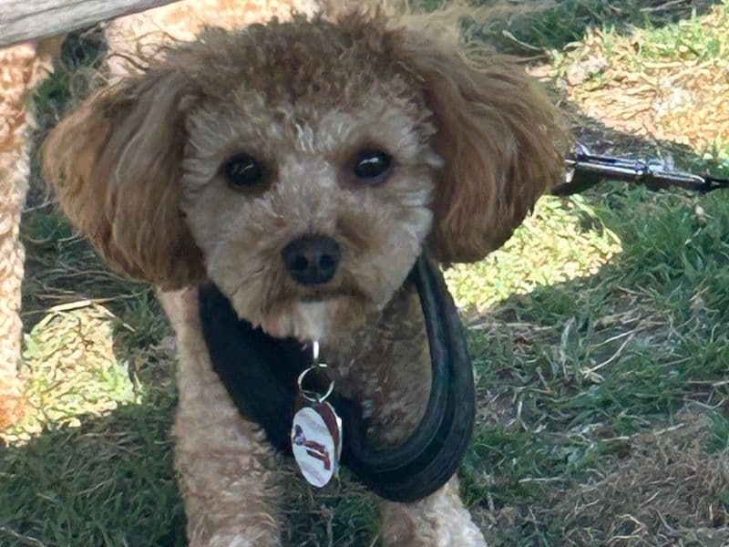 Cavapoo (Cavadoodle) 1 year 10 months old male small named Little Bear for breeding in Hampton, Virginia | Petmeetly