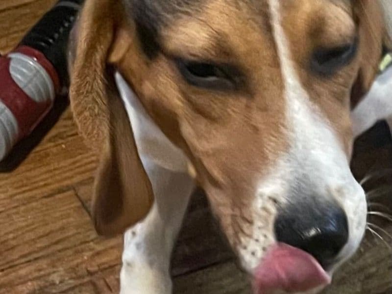 Beagle 6 months old male small named Pokey for sale in Oklahoma County, Oklahoma | Petmeetly