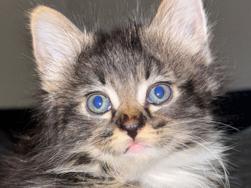 Bengal 5 months old female named Haze for sale in Greater London, England | Petmeetly