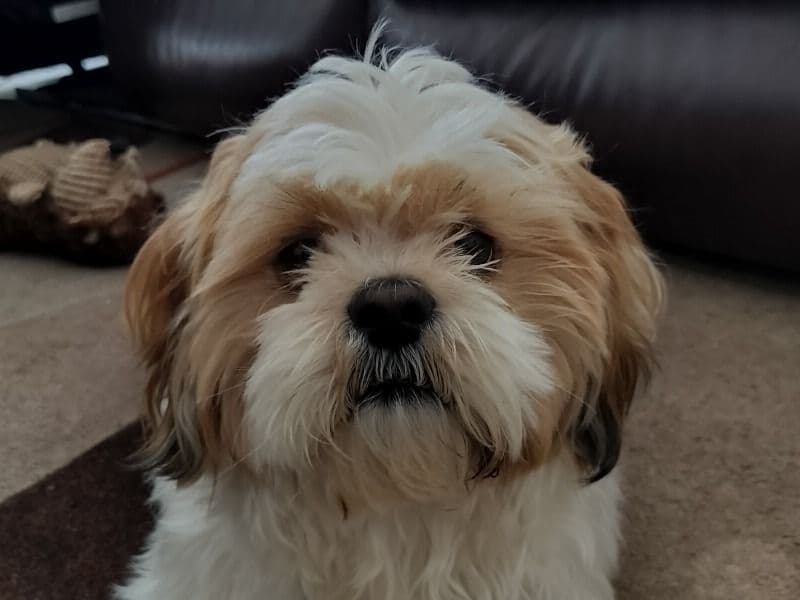 Shih Tzu 3 years 1 month old male small named Mj for breeding in Regional Municipality of Halton, Ontario | Petmeetly