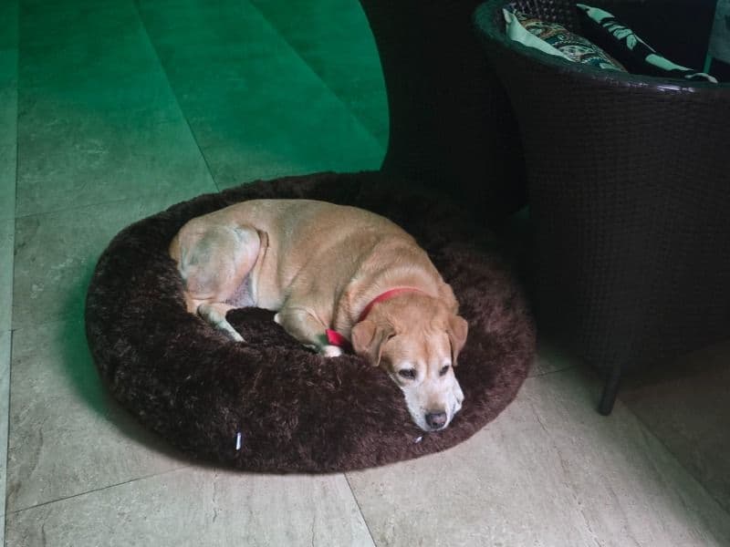 Labrador Retriever 8 years old male medium named Noddy for breeding in Jaipur Division, Rajasthan | Petmeetly