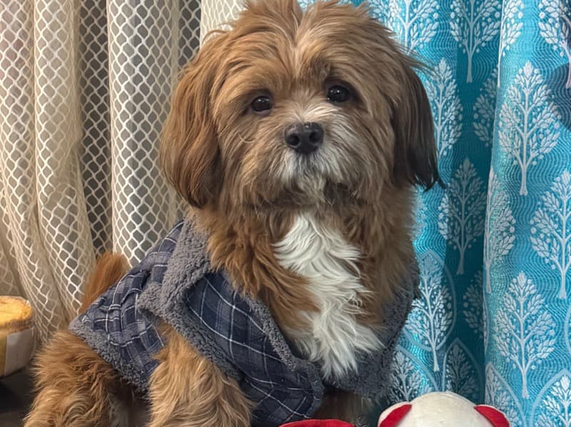 Lhasa Apso 4 years 11 months old male medium named Coco for breeding in Delhi Division, Delhi | Petmeetly