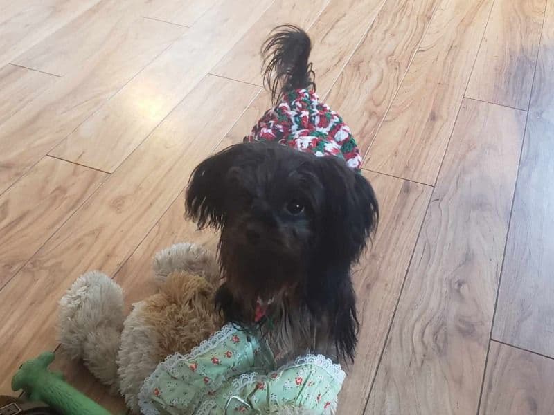 Chorkie 1 year 10 months old female small named Phoebe for breeding in Horry County, South Carolina | Petmeetly