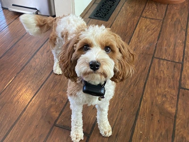 Cavapoo (Cavadoodle) 3 years 1 month old female medium named Lulu for breeding in Williamson County, Tennessee | Petmeetly