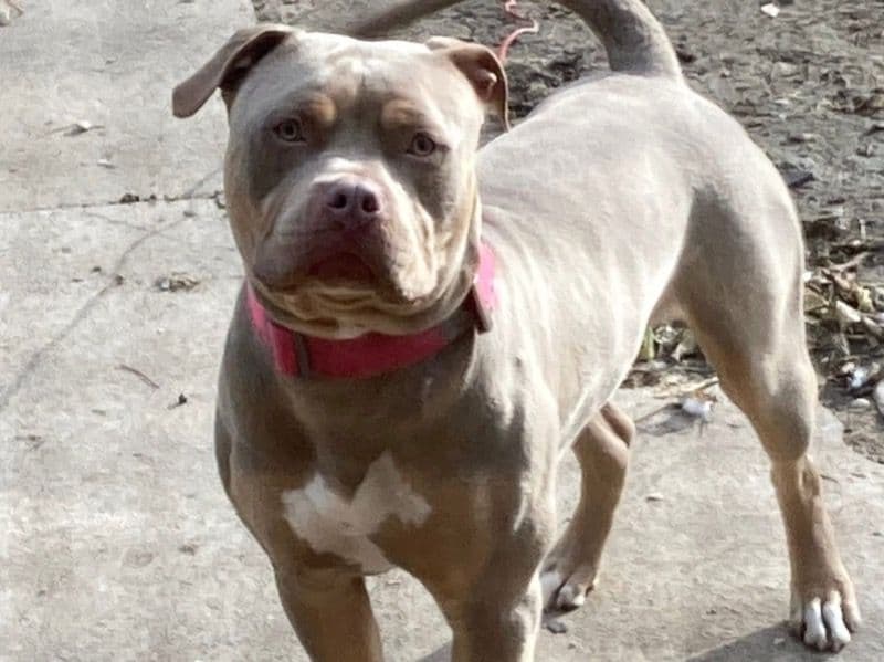 Khaleesi primary photo