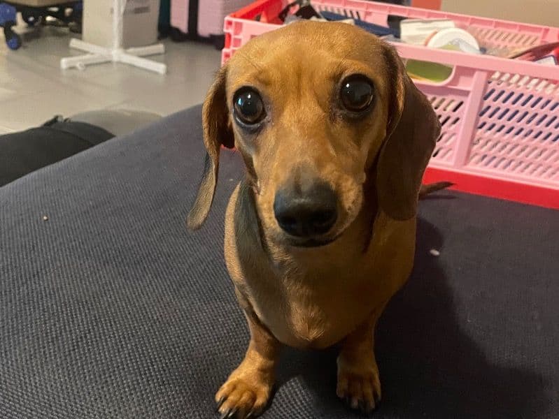 Miniature Dachshund 3 years 6 months old female small named Bonnie for breeding | Petmeetly