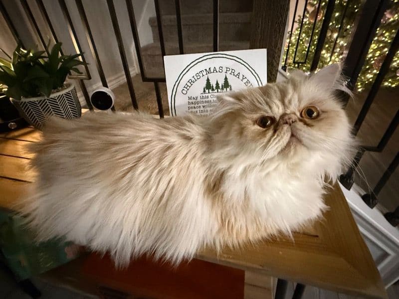 Persian 1 year 6 months old male named Pharoah for breeding in Bexar County, Texas | Petmeetly