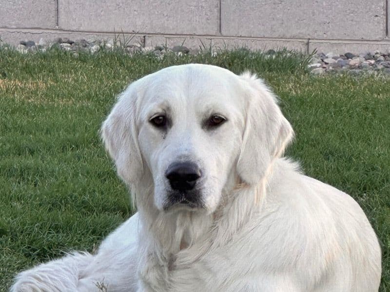 English Cream Retriever 2 years 3 months old female medium named Charli for breeding in Pinal County, Arizona | Petmeetly