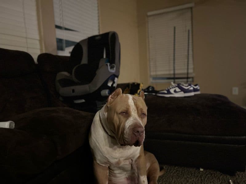 American Bully 1 year old male extra large named Kobee for breeding in Clark County, Nevada | Petmeetly