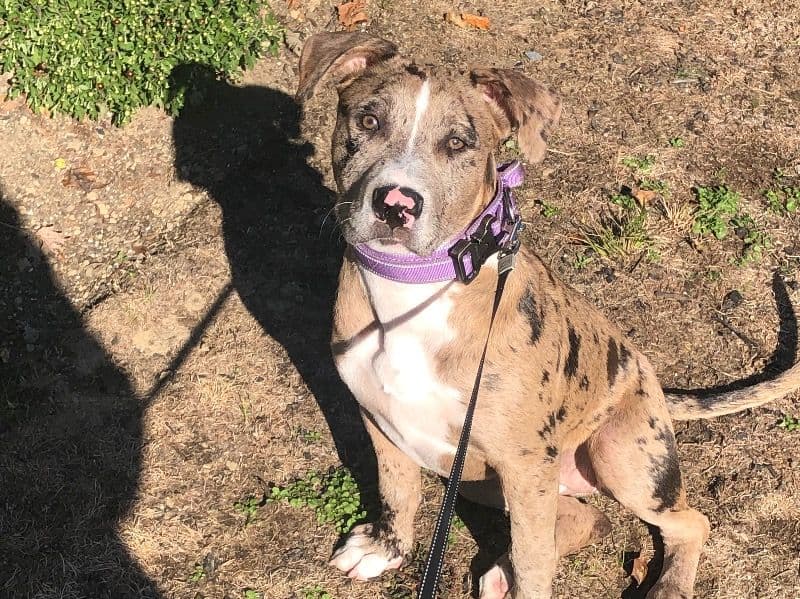 Jada - American PitBull Terrier | Petmeetly