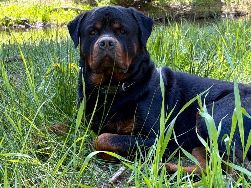 Bagerra primary photo