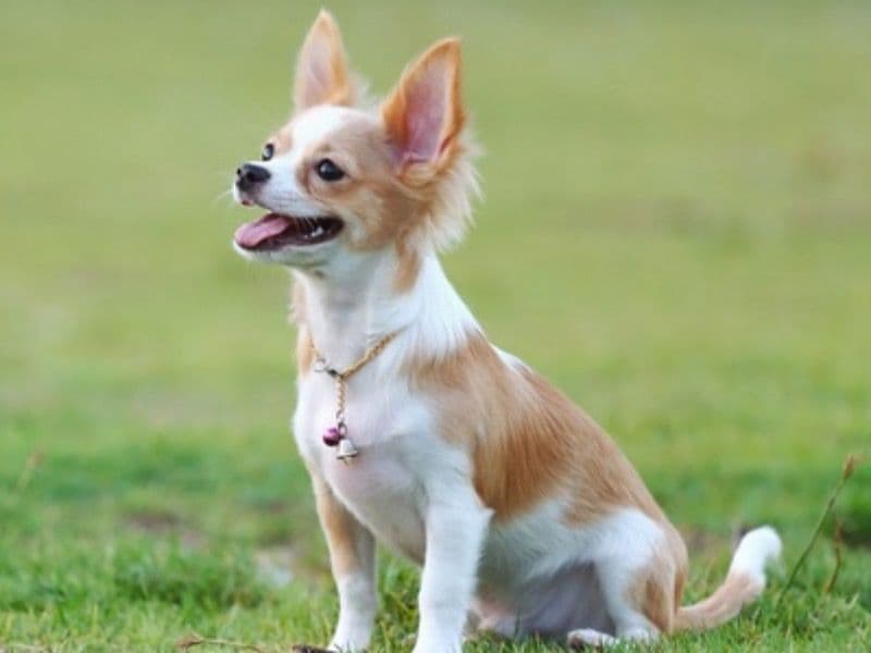 Grizzly primary photo