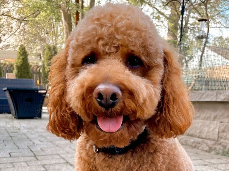 Mini Golden Doodle 4 years 2 months old male medium named Jefferson for breeding in Washington County, Ohio | Petmeetly