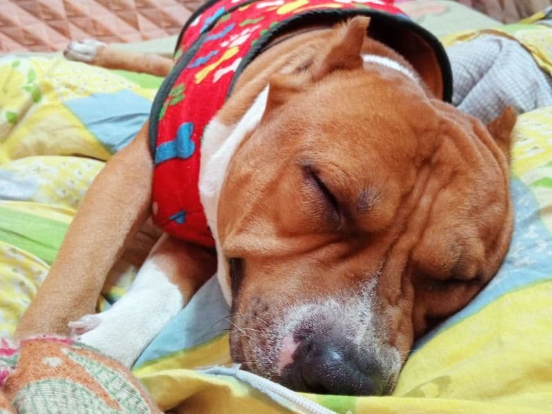 American PitBull Terrier 5 years 11 months old male medium named Tiger for breeding in Delhi Division, Delhi | Petmeetly