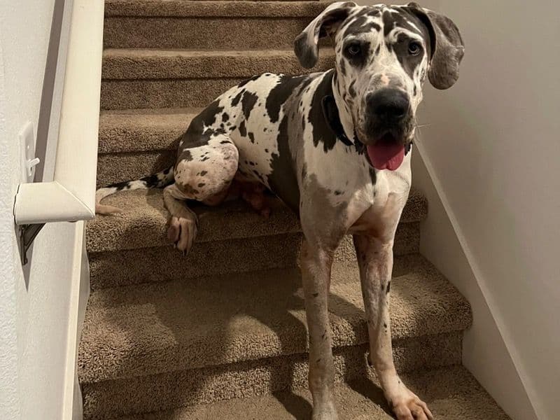 Great Dane 6 years old male extra large named Apollo for breeding in Orange County, Florida | Petmeetly