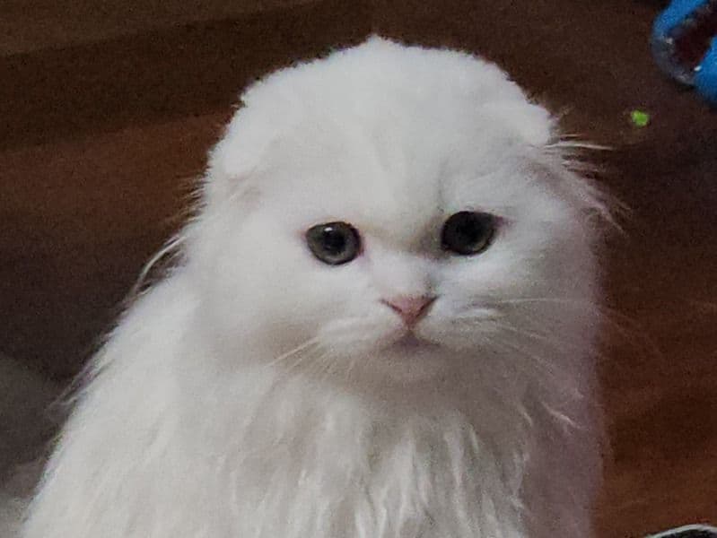 Scottish Fold 7 months old male named Fluffy for sale in El Paso County, Colorado | Petmeetly