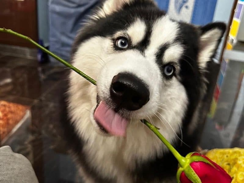 Siberian Husky 1 year 5 months old male medium named Luffy for breeding in Chennai, Tamil Nadu | Petmeetly