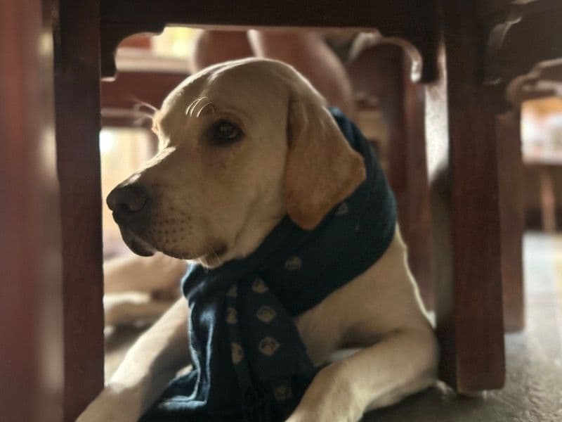 White Labrador Retriever 5 years 3 months old male medium named Bonzo for breeding in Bangalore Division, Karnataka | Petmeetly