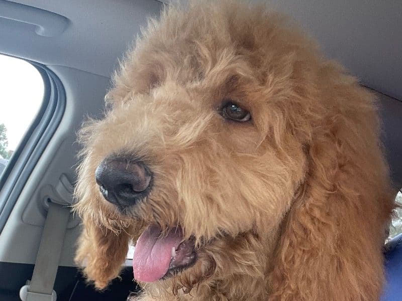 Goldendoodle 1 year 4 months old female large named Lucy for breeding in Denton County, Texas | Petmeetly