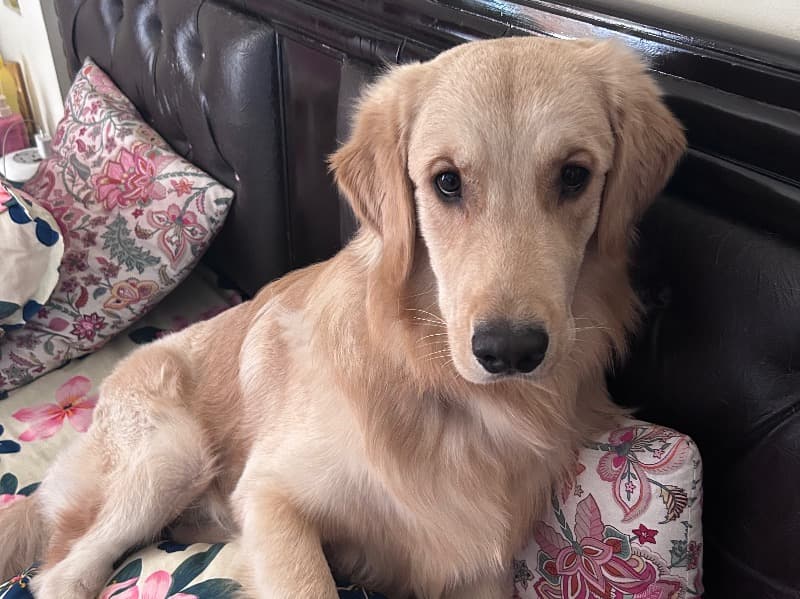 Golden Retriever 11 months old male medium named Mowgli for breeding in Konkan Division, Maharashtra | Petmeetly