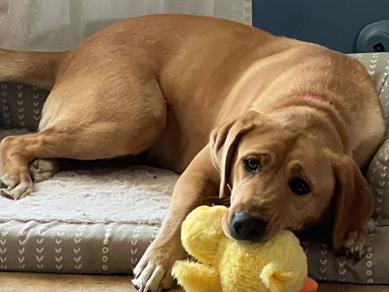 Fox Red Labrador 1 year 10 months old female large named Hope for breeding in San Bernardino County, California | Petmeetly
