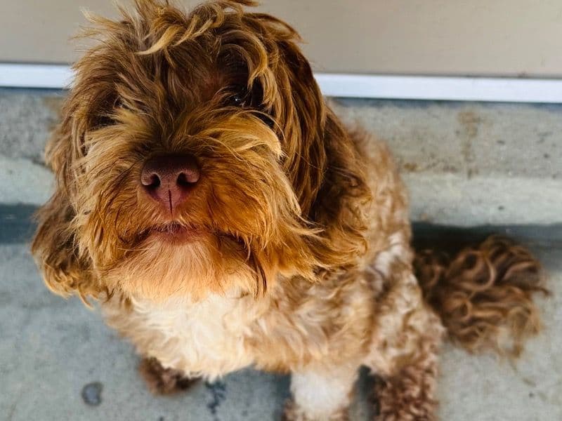 Mini Bernedoodle 2 years 11 months old female small named Honey for breeding in Nash County, North Carolina | Petmeetly