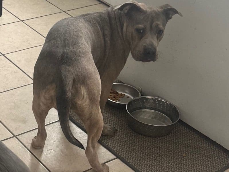 Blue nose Pitbull 5 years 9 months old female large named Remy for breeding in Cook County, Illinois | Petmeetly