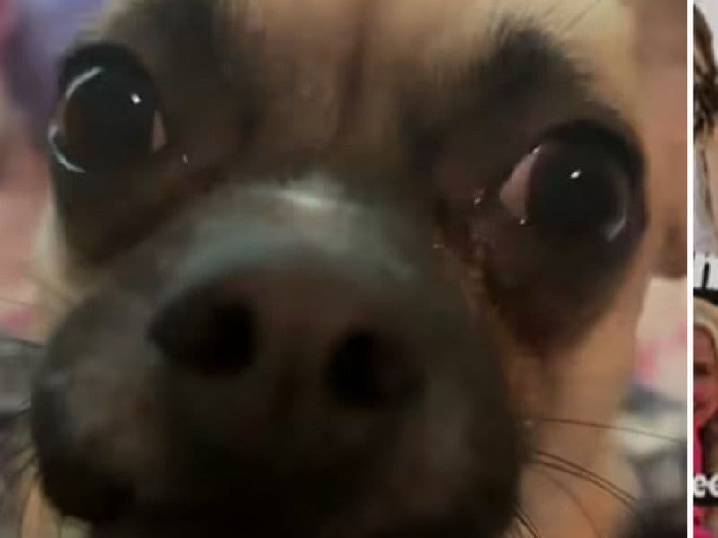 Chihuahua 1 year 4 months old male medium named Waffles for breeding in Burleson County, Texas | Petmeetly