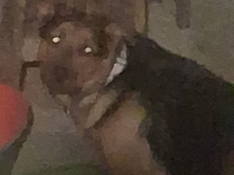 German Rottweiler 2 years 8 months old male large named Ace for breeding in Metro Vancouver, British Columbia | Petmeetly