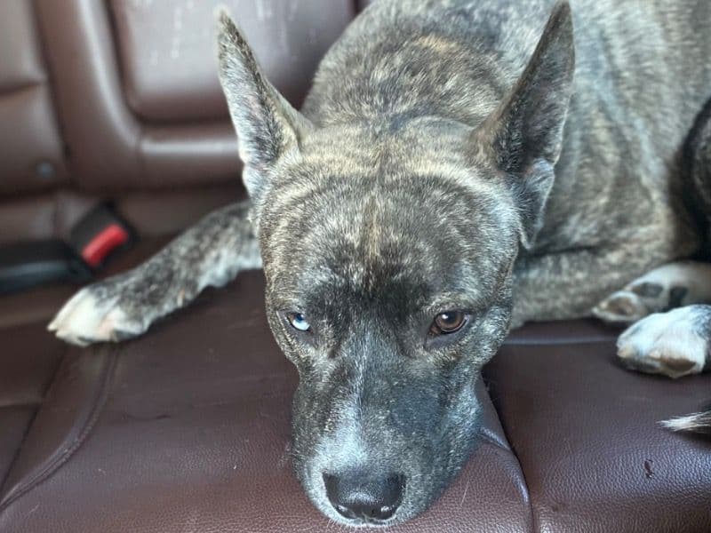 Alaskan Husky 5 years 2 months old male medium named Dino for breeding in Prince George's County, Maryland | Petmeetly