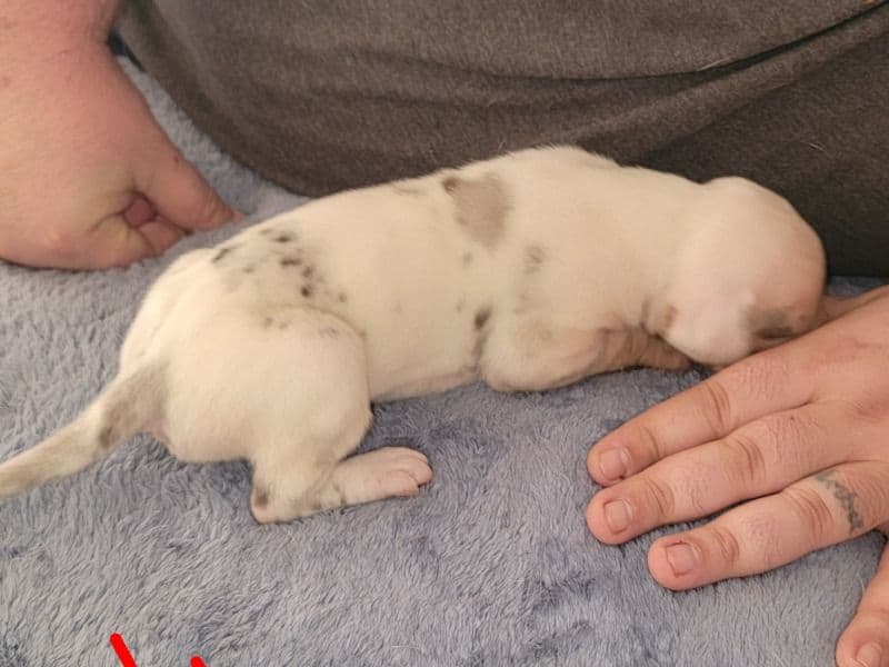 Great Dane 1 month old male extra large named Fiik Born 1/1/2026 for sale in Dallas County, Texas | Petmeetly