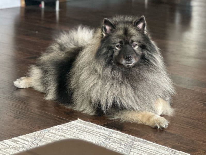 Keeshond 5 years 2 months old male medium named Milo for breeding in Palm Beach County, Florida | Petmeetly
