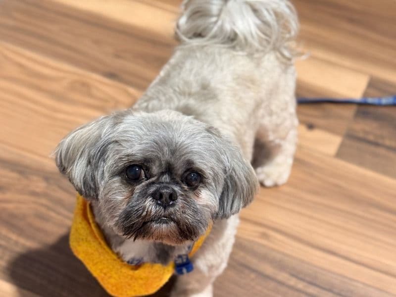Shih Tzu 6 years 9 months old male small named Bean for breeding in Onondaga County, New York | Petmeetly