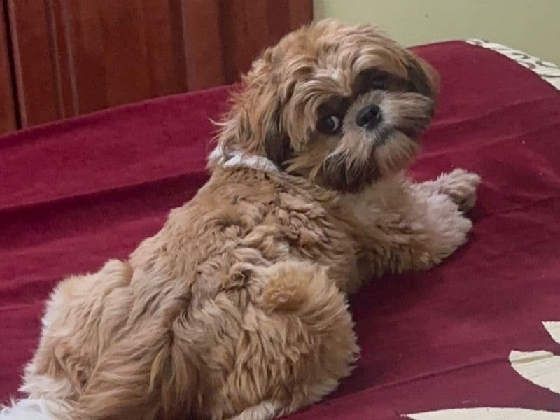 Shih Tzu 1 year 10 months old female medium named Lilly for breeding in Chennai, Tamil Nadu | Petmeetly