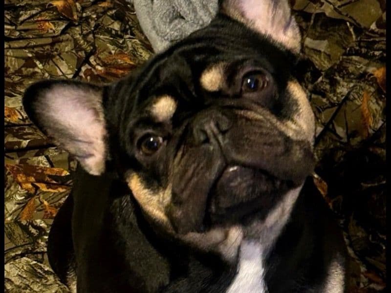 French Bulldog 2 years 1 month old male small named Buddy for breeding in Broome County, New York | Petmeetly